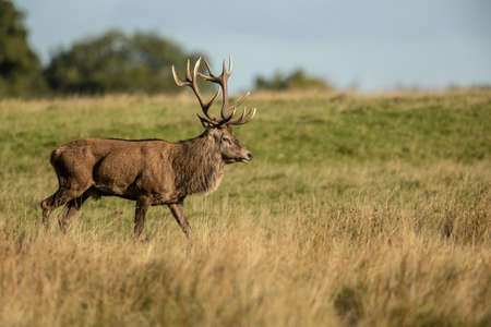 Close up of a red deer stag in autumn, UK.