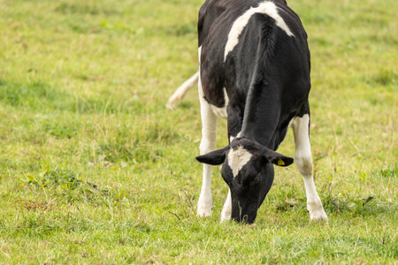 Close up portrait of the head of a Friesian Cowの写真素材