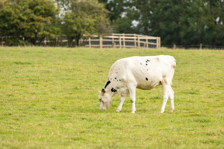 black and white cows grazing on fresh farmlandの写真素材