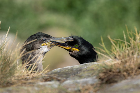 Portrait of european shag - Gulosus aristotelis with fledgelingの写真素材