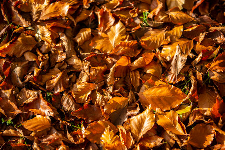 Background of colorful autumn leaves on forest floorの写真素材