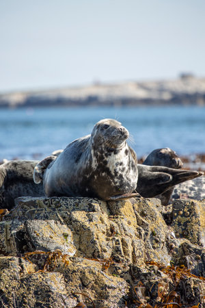 Grey seals Halichoerus grypus basking in the sun on the rocksの写真素材