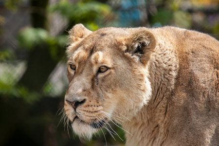The lioness at the zoo is looking at something.の写真素材