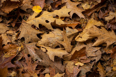 Background of colorful autumn leaves on forest floorの写真素材