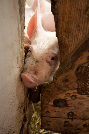 Small piglet standing in the farm. Group of Pig waiting feed. swine in the stall.
