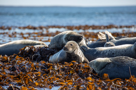 Grey seals Halichoerus grypus basking in the sun on the rocksの写真素材