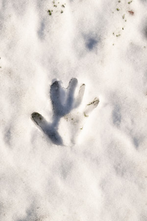 Palm print in fresh white snow, top viewの写真素材