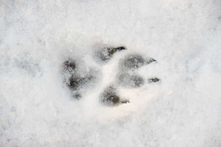 image of dog paw print on the snow