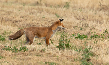 wild female, vixen Red fox scientific name Vulpes vulpes hunting in a recently cut crop fieldの写真素材
