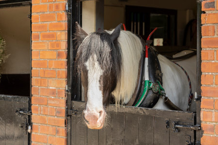 brown and white canel boat pulling horse only head visible out from wooden stables box, working animalの写真素材