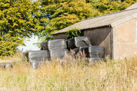 hay straw bales bagged protected plastic covered silage in pile stack row for feed food at...