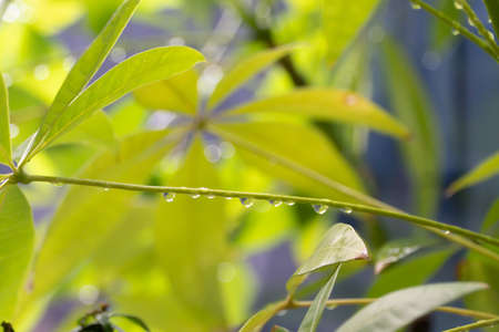 drops of water on a trunk of a tree with fresh green natural plants backgroundの写真素材