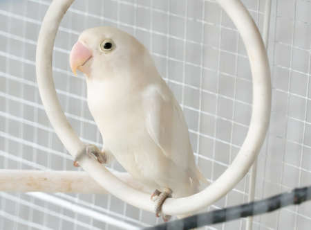lovebirds in white, yellow, green, blue color in cagesの写真素材