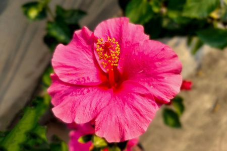 Pink Hibiscus Flower with Isolated Leaves Serene Beauty Amidst Nature's Tapestry