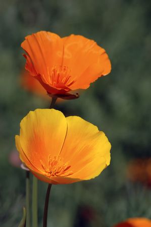 California Poppies in the foothills near Sacramento Californiaの写真素材