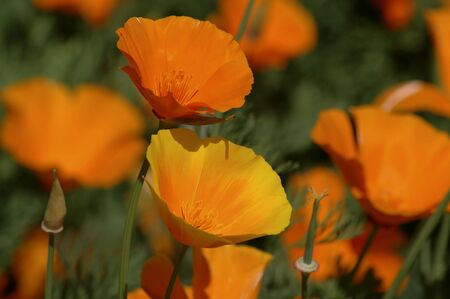 California Poppies in the foothills near Sacramento Californiaの写真素材