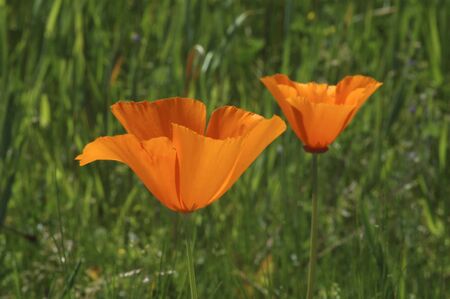 California Poppies in the foothills near Sacramento Californiaの写真素材