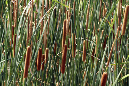 Cattails