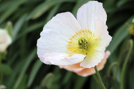 California Poppies in the foothills near Sacramento Californiaの写真素材