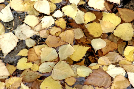 Autumn Leaves In Pondの写真素材