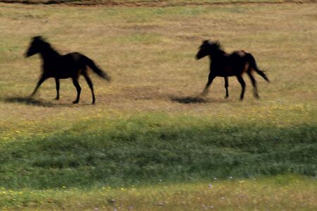 Horses Running In Fieldの写真素材