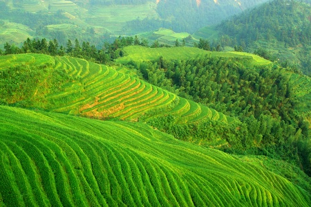 Green rice field in Guangxi province, Chinaの写真素材