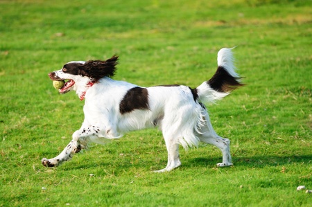 A springer dog running on the lawnの写真素材