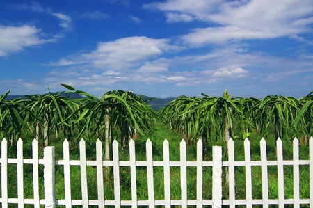 Dragon fruit garden under the blue skyの写真素材