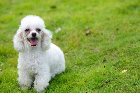 A little toy poodle dog standing on the lawnの写真素材