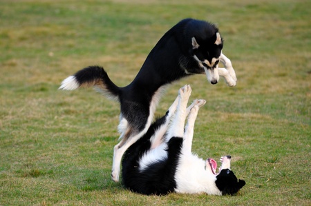 Two dogs playing on the lawn in the parkの写真素材