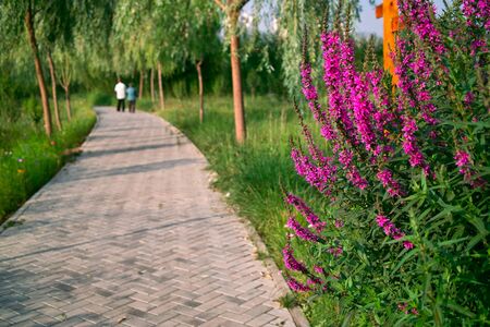 Beartiful park with flowers in foreground and an elderly couple walking in backgroundの写真素材
