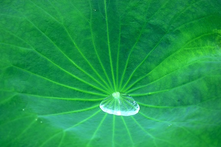 Water drop on the green lotus leafの写真素材