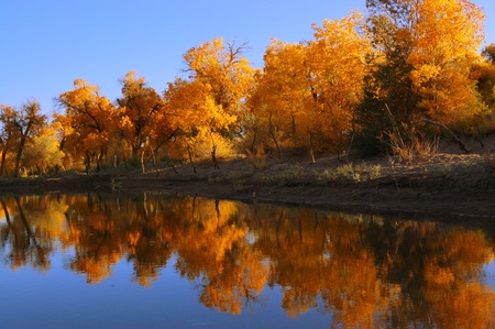 Diversifolia populus trees near the lake in North Chinaの写真素材