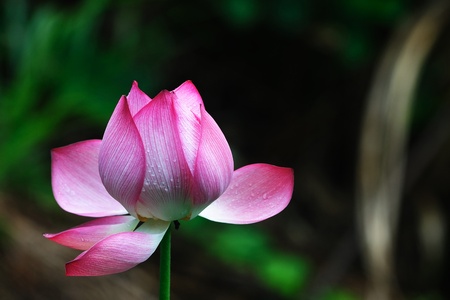 Lotus flower blooming in the poolの写真素材