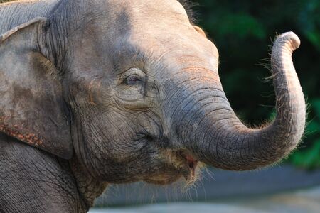 Portrait of an young elephant in the zooの写真素材