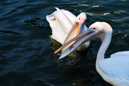 Two pelicans scramble for food in the lakeの写真素材
