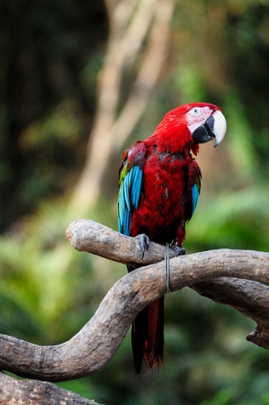 Parrot bird standing on the tree branchの写真素材