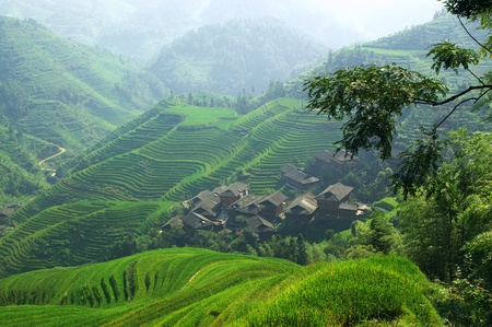 Green rice field in Guangxi province, Chinaの写真素材