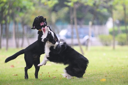 Dogs fighting on the lawn in the parkの写真素材