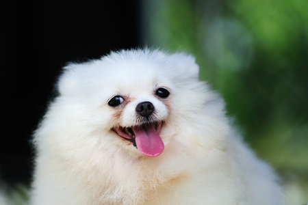 Portrait of a little white pomeranian dogの写真素材