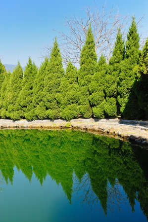 Pine trees with reflection in the lakeの写真素材