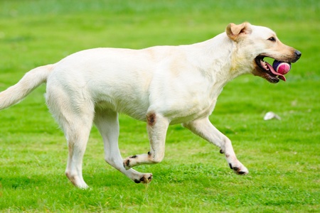 White labrador dog holding a ball and running on the lawnの写真素材