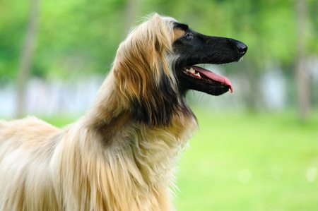 An afghan hound dog standing on the lawnの写真素材