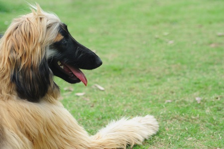 Afghan hound dog lying on the lawnの写真素材
