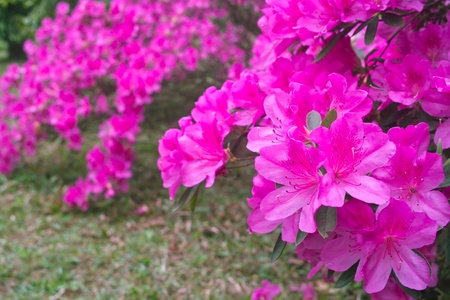 Group of azalea flowers blooming in the gardenの写真素材
