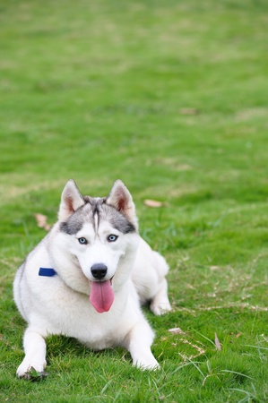 Alaskan Malamute dog lying on the lawnの写真素材