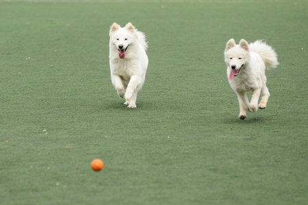 Two dogs running and chasing a ball on the playgroundの写真素材