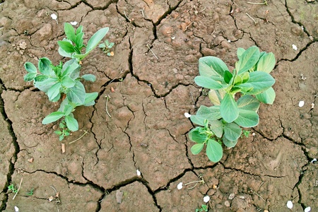 Broad bean seedlings on the farmlandの写真素材