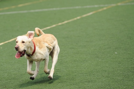 Labrador dog running on the playgroundの写真素材