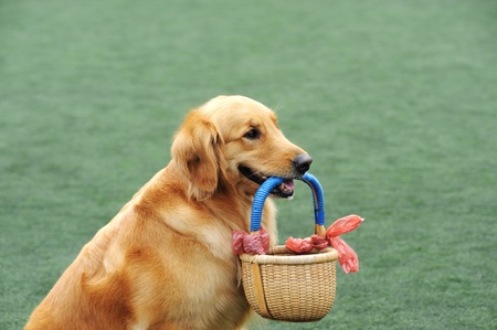Golden retriever dog holding a basket in its mouthの写真素材